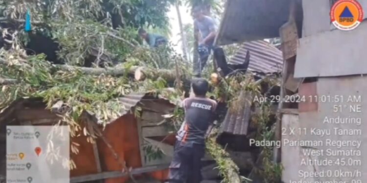 Rumah warga roboh ditimpa pohon tumbang di Padang Pariaman