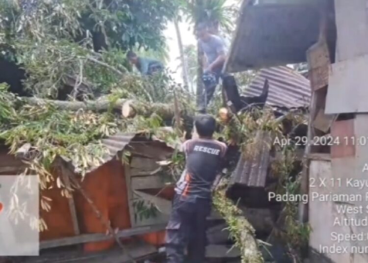 Rumah warga roboh ditimpa pohon tumbang di Padang Pariaman