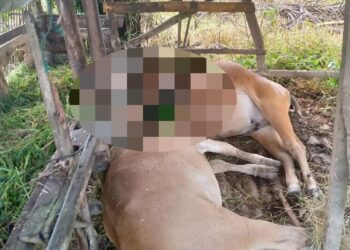 Dua ekor sapi di Agam mati tersambar petir (foto: Instagram/ infoagam)