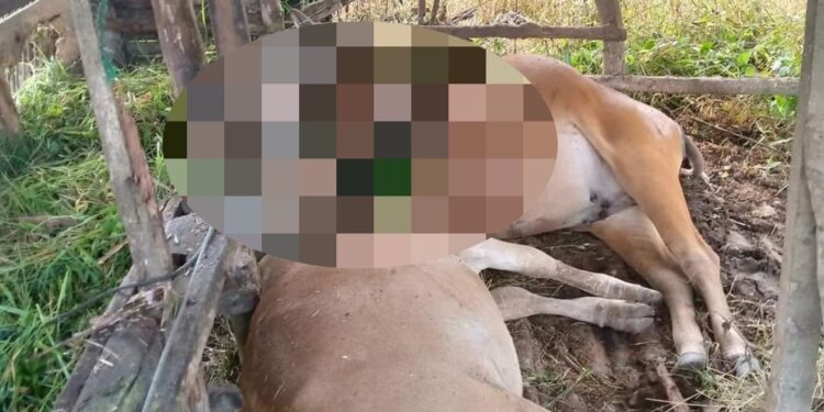 Dua ekor sapi di Agam mati tersambar petir (foto: Instagram/ infoagam)