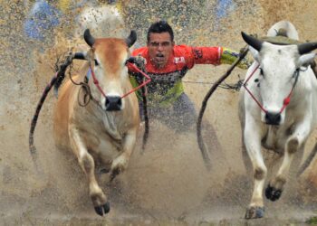 Pacu jawi (Foto: Dinas Pariwisata Sumbar)