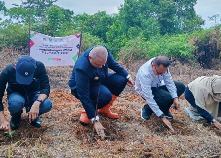 Penanaman bibit bumbu randang secara simbolis di Sungai Bangek Padang pada Rabu (29/5/2024).