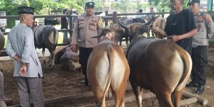 Petugas mengecek kesehatan hewan kurban di Pasar Ternak Simpang Tiga Ophir, Pasaman Barat, Jumat (31/5/2024).