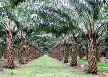 Ilustrasi kebun sawit