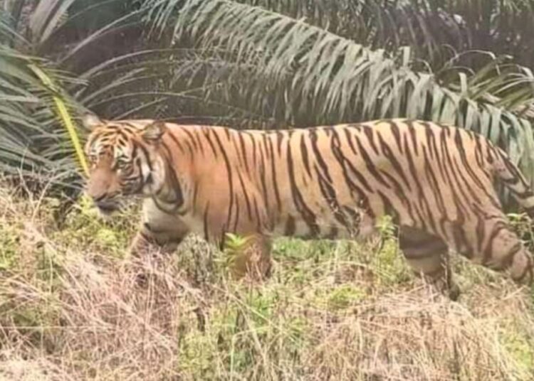 Ilustrasi harimau sumatera. ist