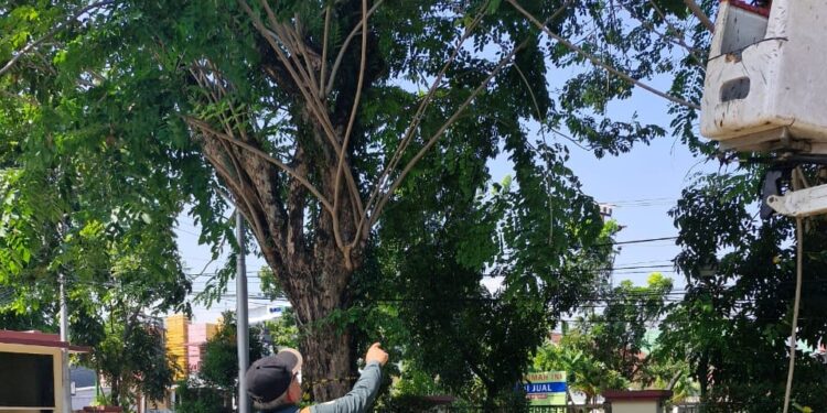 DLH Kota Padang melakukan perawatan pohon pelindung.