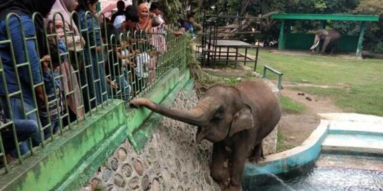 Kebun Binatang Taman Marga Satwa dan Budaya Kinantan Bukitttinggi