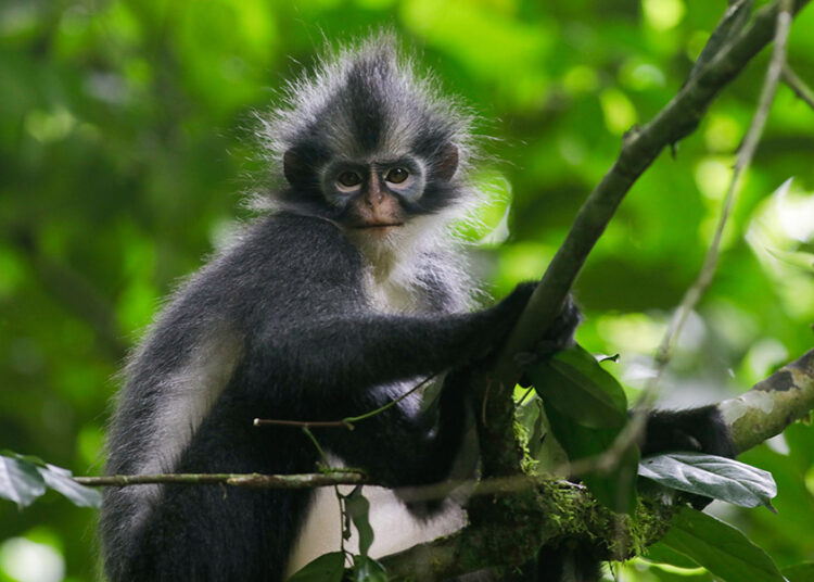 Monyet Kedih salah satu hewan endemik Sumatera (foto: istimewa)