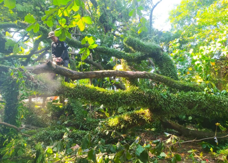 Proses evakuasi pohon tumbang di RTH Imam Bonjol Kota Padang.