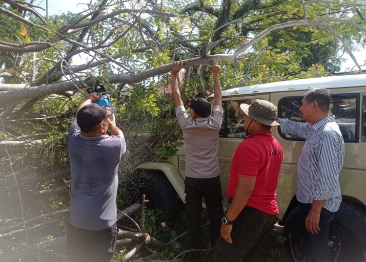 Pohon tumbang timpa mobil di Padang