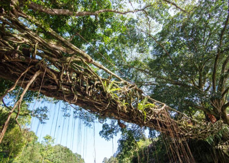 Jembatan Akar, Pesisir Selatan (foto: istimewa)