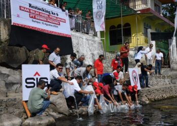 Sebanyak 3000 ekor ikan bilih hasil pemijahan yang dilakukan oleh PT Semen Padang, direstocking (tindakan melepas ikan) ke habitat aslinya di Danau Singkarak