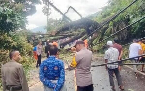 Pohon tumbang di Jalan Raya Padang-Painan di Kelurahan Gates Kecamatan Padang Selatan, Kota Padang, Selasa