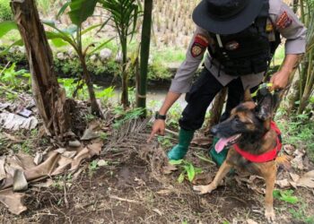 Polisi mencari barang bukti dan jejak pelaku bersama anjing pelacak. Ist