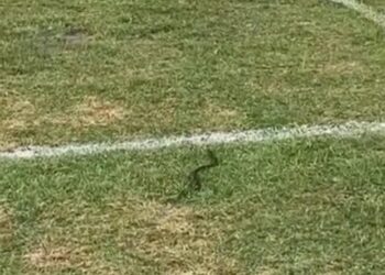 Momen ular merayap di lapangan di Stadion Utama Sumbar saat pertandingan Semen Padang FC vs Barito Putera.