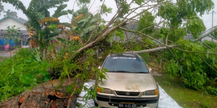 Pohon tumbang akibat hujan deras disertai angin kencang.