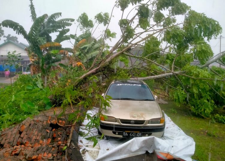 Pohon tumbang akibat hujan deras disertai angin kencang.