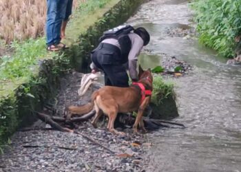 Anjing pelacak diturunkan untuk mencari barang bukti pembunuhan Nia Kurnia Sari.