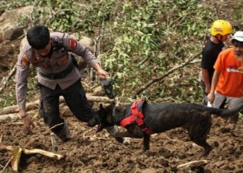 Proses pencarian korban tambang emas longsor di Kabupaten Solok, Jumat (27/9/2024).