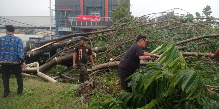 Pohon tumbang di Padang, Selasa