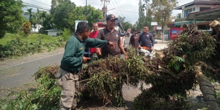 Sebatang pohon yang berada di pinggir jalan kawasan Tanjung Aur, Kota Padang tiba-tiba tumbang pada Rabu (30/10/2024).