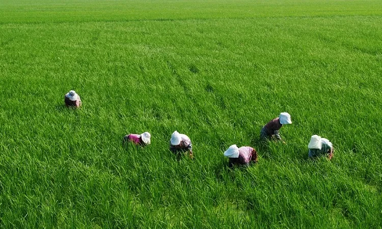 Ilustrasi petani di sawah. Foto: Pixabay