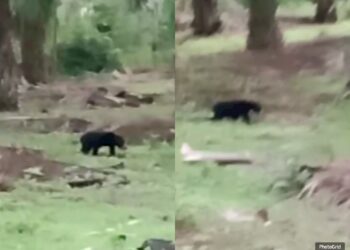 Penampakan beruang di kebun sawit di Dharmasraya.