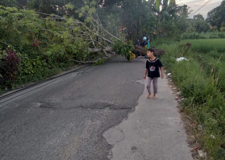 Pohon tumbang di Kuranji Kota Padang, Selasa (22/10)