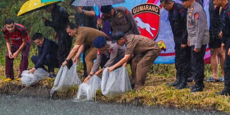 Pelepasan 10 ribu bibit ikan di Kolam Silaing Bawah (foto: Diskominfo Padang Panjang)