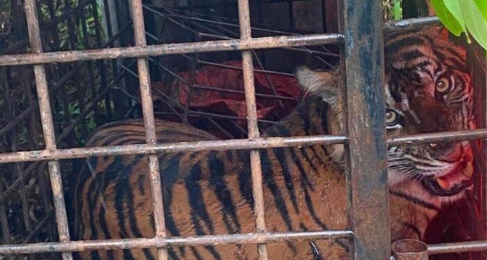 Harimau Sumatera yang tertangkap di Kabupaten Solok