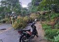 Pohon tumbang terjadi di Jalan Raya Padang-Painan KM 16 kawasan Bukit Lampu Bungus Barat, Kecamatan Bungus Teluk Kabung, Kota Padang pada Selasa (3/12) pagi.