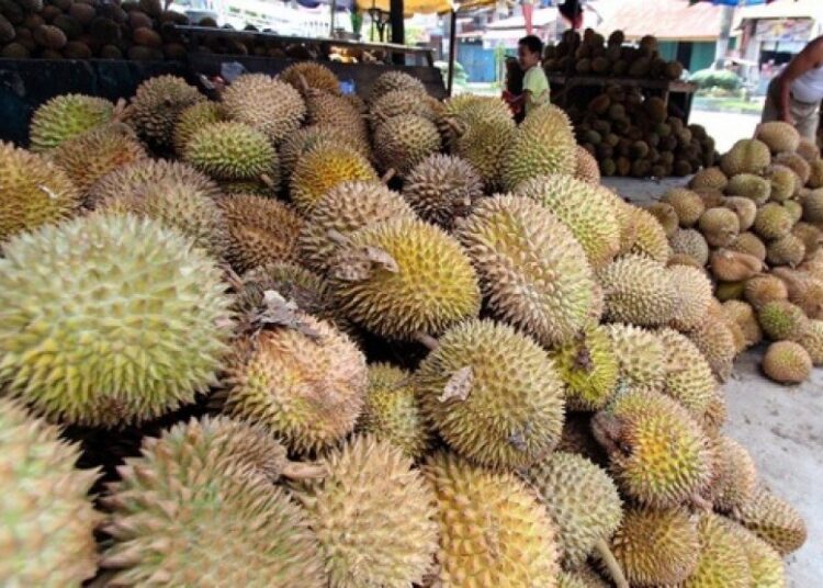 Ilustrasi lapak durian (foto: Durian Ucok)