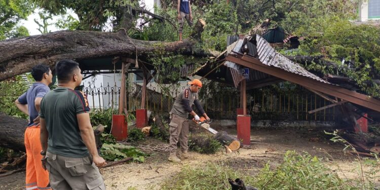 Pohon tumbang di Kota Padang pada Rabu (11/12)