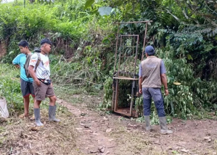 Petugas memasang kandang jebak di harimau di Pagadih Hilia, Nagari Pagadih, Kecamatan Palupuh, Kabupaten Agam. Foto: Dokumen Resor Konservasi Wilayah II Maninjau BKSDA Sumbar.