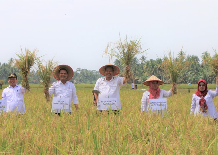 Wali Kota Pariaman terpilih Yota Balad (tengah) saat menjabat sebagai Sekretaris Daerah Kota Pariaman melakukan panen raya bersama pejabat dari Kementerian Pertanian di Pariaman pada 2023