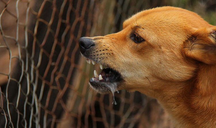 Foto: ilustrasi Anjing Rabies (Foto:ist)