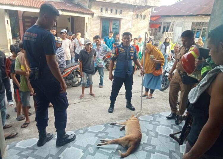 Damkar Padang evakuasi anjing liar yang masuk rumah warga dan gigit anak kecil di Padang, Senin (10/2).