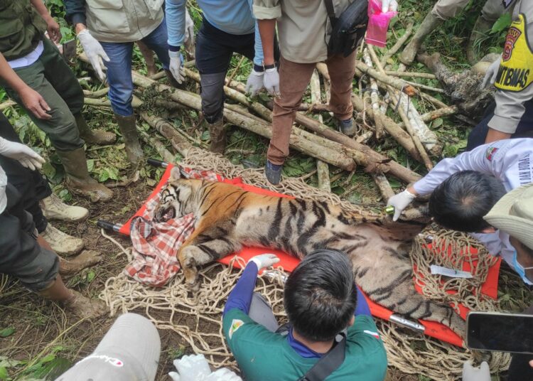 Seekor harimau Sumatra dievakuasi dari areal penggunaan lain di Jorong Taruyan, Nagari Tigo Balai, Kecamatan Matur, Agam, ke Taman Margasatwa dan Budaya Kinantan Bukittinggi untuk diobservasi pada Rabu (12/3). Foto: BKSDA Sumbar