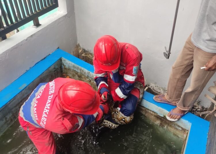 Petugas dililit ular sanca saat proses evakuasi di kolam ikan. (foto: Dok. Damkartan Kota Jambi).