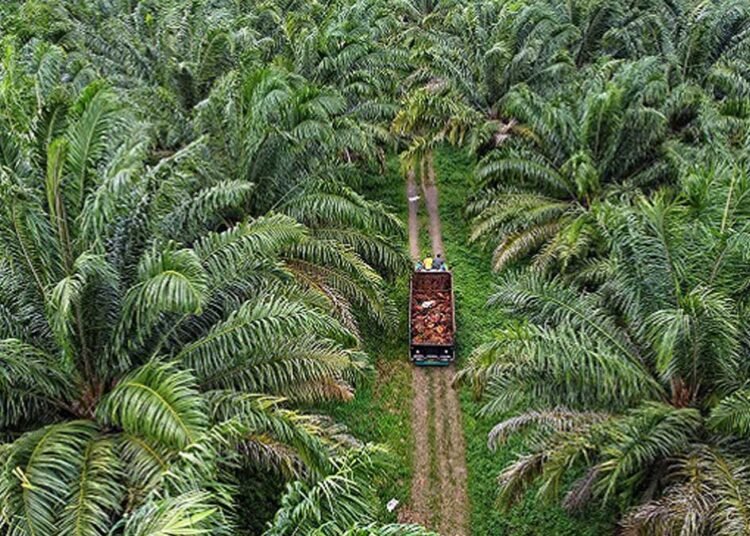 Ilustrasi perkebunan sawit. (foto: ist).