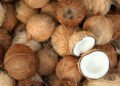 Harga Kelapa Naik Drastis, Ini Biang Keroknya!