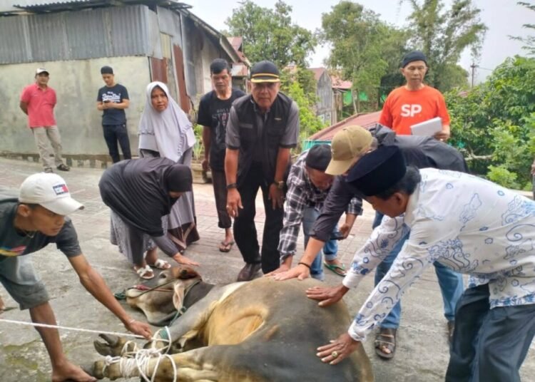 Pemotongan hewan kurban di Kota Padang Panjang.