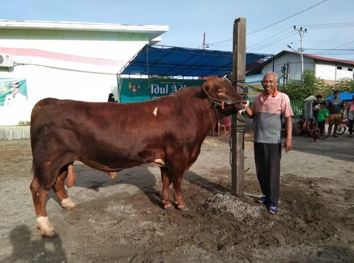Mardi bersama sapi limosin miliknya yang berbobot 950 kilogram dibeli langsung oleh Presiden Republik Indonesia, Prabowo Subianto, untuk dijadikan hewan kurban.