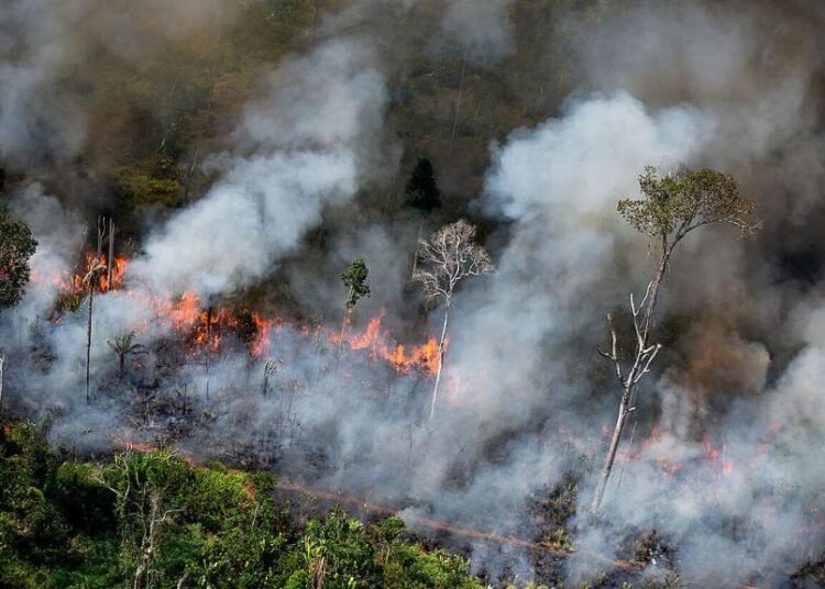 Ilustrasi kebakaran lahan. Foto: Betahita