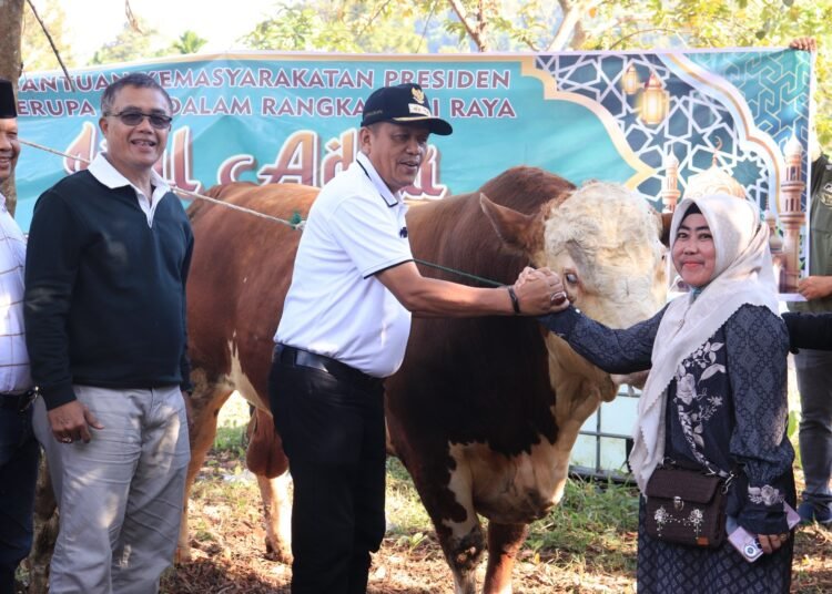 Wakil Wali Kota Payakumbuh, Elzadaswarman, menyerahkan bantuan kemasyarakatan Presiden RI berupa sapi simental kepada masyarakat Kelurahan Balai Panjang, Kecamatan Payakumbuh Selatan, Sabtu (7/6).
