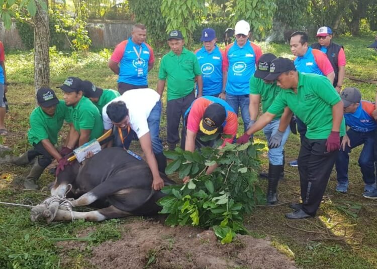 Bank Nagari melaksanakan program tahunan “Bank Nagari Berqurban 2025” dengan menyembelih sebanyak 51 hewan kurban, Minggu (8/6).