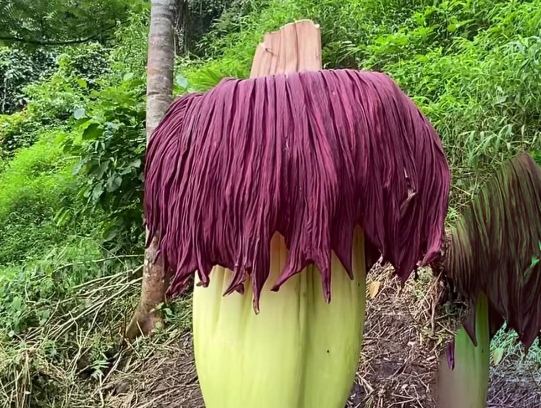 Bunga bangkai jenis Amorphophallus titanum yang sempat mekar dan menarik perhatian warga di kawasan Kelok Hantu, Jorong Biduak, Nagari Ganggo Mudiak, Kecamatan Bonjol, Kabupaten Pasaman, dilaporkan telah layu pada Sabtu (16/5/2026).