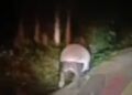 Viral! Seekor Tapir Dikabarkan Muncul di Pesisir Selatan