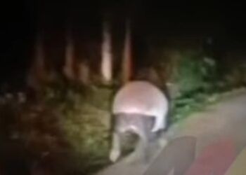 Viral! Seekor Tapir Dikabarkan Muncul di Pesisir Selatan