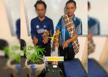 Tanam Sembilan Batang Ganja, Pria di Agam Ditangkap, Adiknya Ikut Diringkus